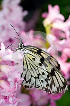 Beautiful butterfly on pink plant