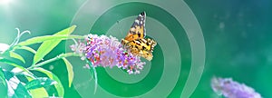 Beautiful butterfly and pink summer flowers on a background of green blue  foliage in a fairy garden. Macro artistic image. Wonder