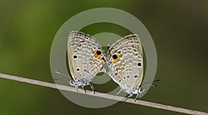 Beautiful Butterfly, Plain Cupid, Chilades pandava