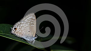 Beautiful Butterfly, Point Ciliate Blue, Anthene lycaenina