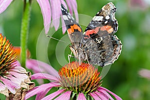 beautiful butterfly pollinates on a bright echinacea flower