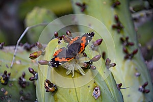 Beautiful butterfly pollinating and eating cactus flower