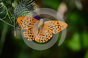 Beautiful Butterfly Pose On A Flower In The Meadows Of The Mountains Of Galicia. Travel Animals Nature.