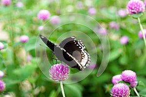 A beautiful butterfly on a purple globe amaranth flower on blurred background