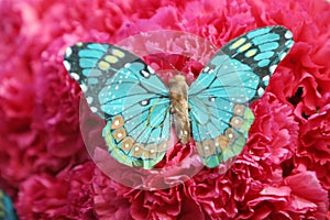Beautiful butterfly on red carnations