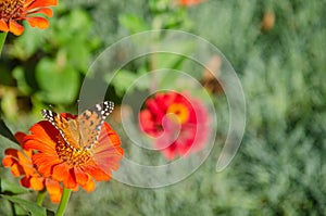 Beautiful butterfly on a red flower. Butterfly species Vanessa cardui. Autumn day