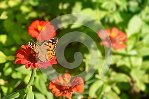 Beautiful butterfly on a red flower. Butterfly species Vanessa cardui