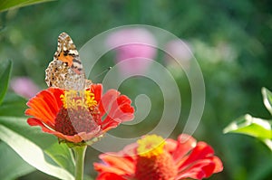 Beautiful butterfly on a red flower. Butterfly species Vanessa cardui