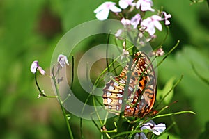 Beautiful Butterfly Relaxing in a Field of Wildflowers