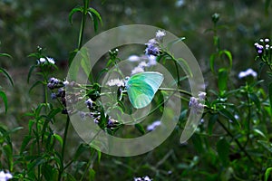 A beautiful butterfly resting on the flower plants during spring season