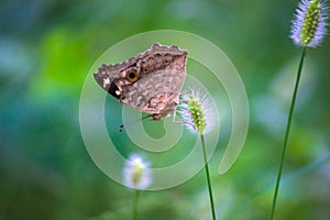 A beautiful butterfly resting on the flower plants during spring season
