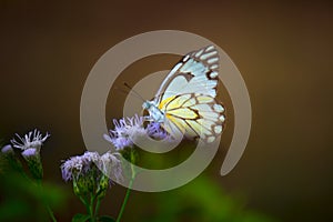 A beautiful butterfly resting on the flower plants during spring season