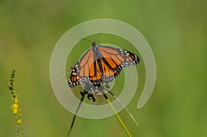 Beautiful butterfly is resting on the flowers.