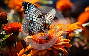 Beautiful Butterfly\'s Closeup with Intriguing Patterns\