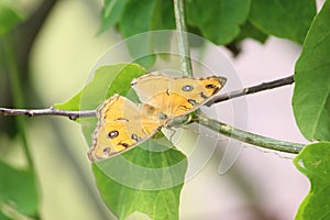 Beautiful butterfly with it`s wings display with selective focus on green nature background.