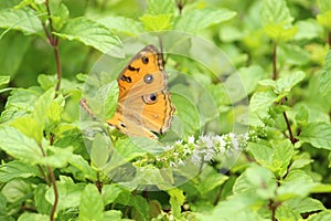 Beautiful butterfly with it`s wings display with selective focus on green nature background.