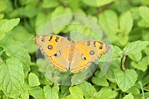 Beautiful butterfly with it`s wings display with selective focus on green nature background.