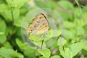 Beautiful butterfly with it`s wings display with selective focus on green nature background.
