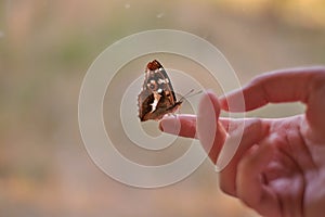 a beautiful butterfly sat on a woman's hand close-up