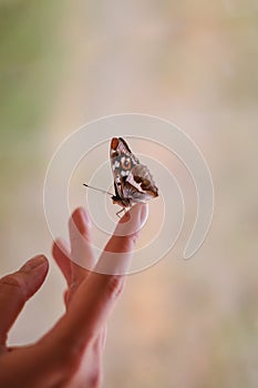 a beautiful butterfly sat on a woman's hand close-up