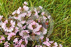 Beautiful butterfly on scaevola pink flowers in countryside garden. Scaevola aemula blooming in sunny summer meadow. Biodiversity