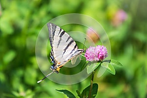 Beautiful Butterfly Scarce Swallowtail, Sail Swallowtail, Pear-tree Swallowtail, Podalirius. Latin name Iphiclides podaliriu.
