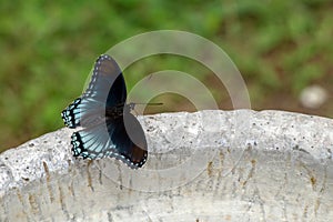 A beautiful butterfly on the side of a birdbath rests in Missouri.