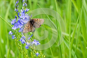 A beautiful butterfly sits on a blue flower on a background of green grass. Macro