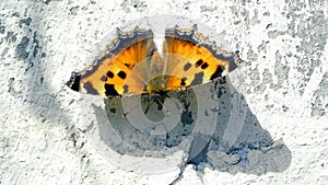 Beautiful butterfly sits on the concrete in slow motion during windy weather.