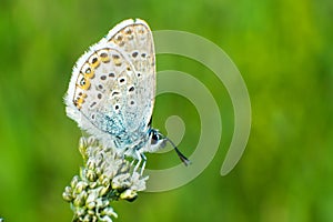 A beautiful butterfly sits on a flower against a background of green grass. Close-up.