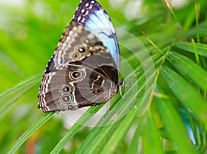 Beautiful butterfly sits on a large leaf