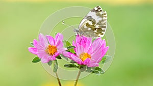 A beautiful butterfly sits on a pink flower in the garden