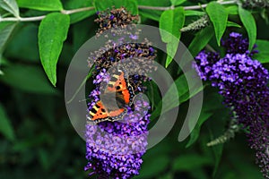 A beautiful butterfly sitting on a flower - budleja - in the flower park photo