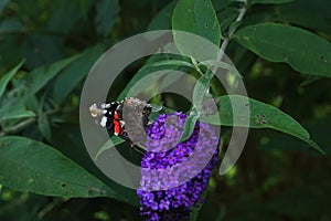 A beautiful butterfly sitting on a flower - budleja - in the flower park photo