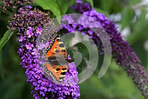 A beautiful butterfly sitting on a flower - budleja - in the flower park photo