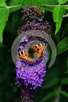 A beautiful butterfly sitting on a flower - budleja - in the flower park photo