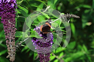 A beautiful butterfly sitting on a flower - budleja - in the flower park photo