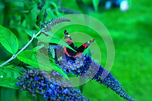 A beautiful butterfly sitting on a flower - budleja - in the flower park photo