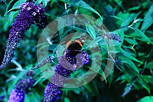 A beautiful butterfly sitting on a flower - budleja - in the flower park photo