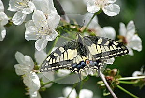 Beautiful butterfly sitting on a flower. Butterfly and flowering branch of cherry. Swallowtail butterfly, Papilio machaon.
