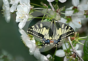 Beautiful butterfly sitting on a flower. Butterfly and flowering branch of cherry. Swallowtail butterfly, Papilio machaon.