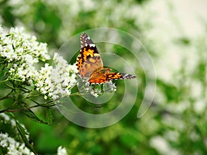 Beautiful Butterfly Sitting On A Flower