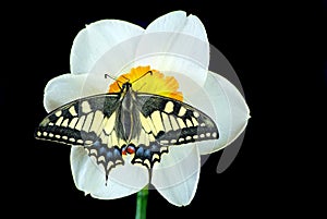 Beautiful butterfly sitting on a flower isolated on black. Butterfly and narcissus flower. Swallowtail butterfly, Papilio machaon.