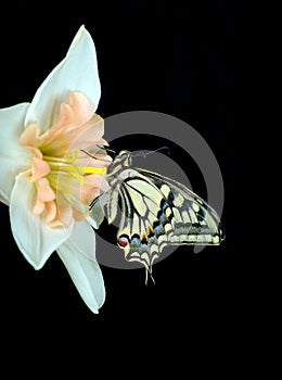 Beautiful butterfly sitting on a flower isolated on black. Butterfly and narcissus flower. Swallowtail butterfly, Papilio machaon.