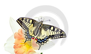 Beautiful butterfly sitting on a flower isolated on white. Butterfly and narcissus flower. Swallowtail butterfly, Papilio machaon.