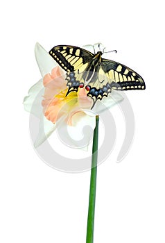 Beautiful butterfly sitting on a flower isolated on white. Butterfly and narcissus flower. Swallowtail butterfly, Papilio machaon.