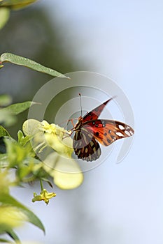 Beautiful butterfly sitting on flower in sunlight.