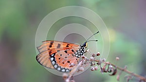 A beautiful butterfly sitting on a grass branch at dusk, monarch