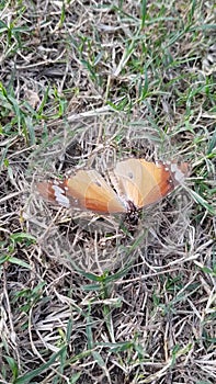 A beautiful butterfly is sitting in the grass of a park in India