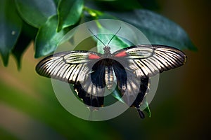 Beautiful butterfly sitting on the green a leaf. Rumanzovia Swallowtail, Papilio Rumanzovia female Scarlet Mormon portrait.